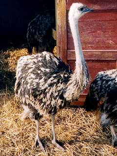 Straussenküken